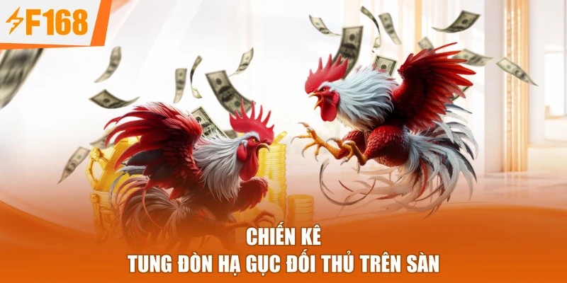 Chiến kê tung đòn hạ gục đối thủ trên sàn