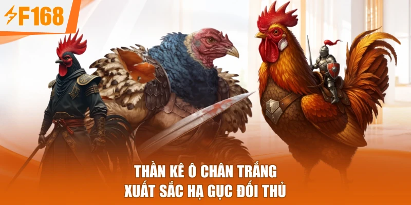 Thần kê Ô Chân Trắng xuất sắc hạ gục đối thủ
